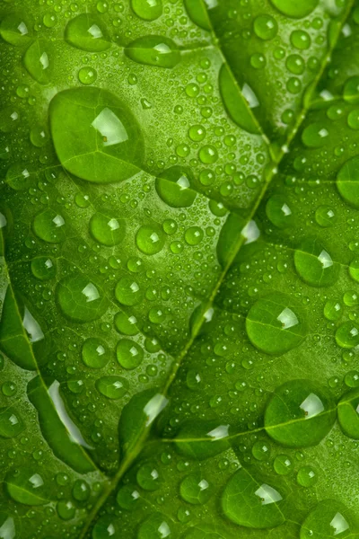 Färska gröna blad med vattendroppar — Stockfoto