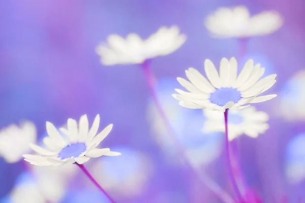 Красиві ромашки поле тонований синій — стокове фото