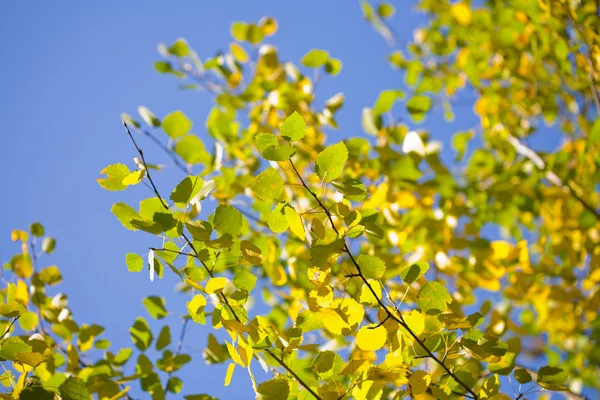 Herfst bladeren in de blauwe hemel — Stockfoto