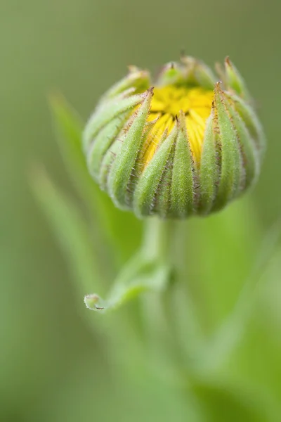 Yellow flower bud in the field — Stock Photo, Image