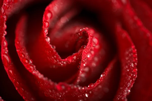 Smuk rød rose med vanddråber - Stock-foto