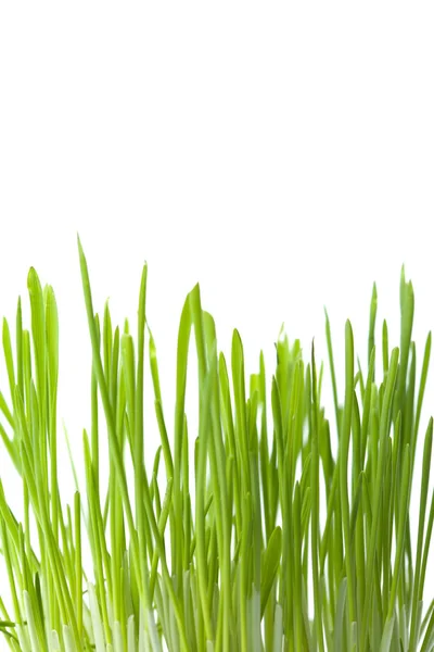 分離した新鮮な緑の芝生 — ストック写真