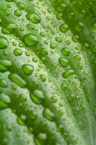 Foglia verde fresco con goccioline d'acqua — Foto Stock