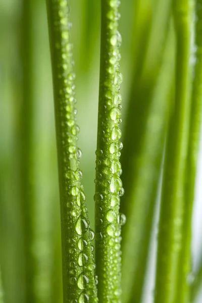 鲜湿的草背景 — 图库照片