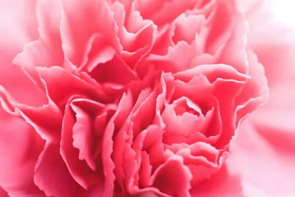 Macro de flor de clavel — Foto de Stock