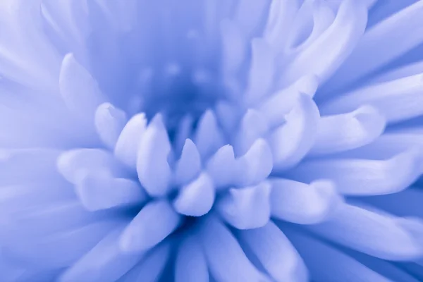 蓝菊花背景 — 图库照片