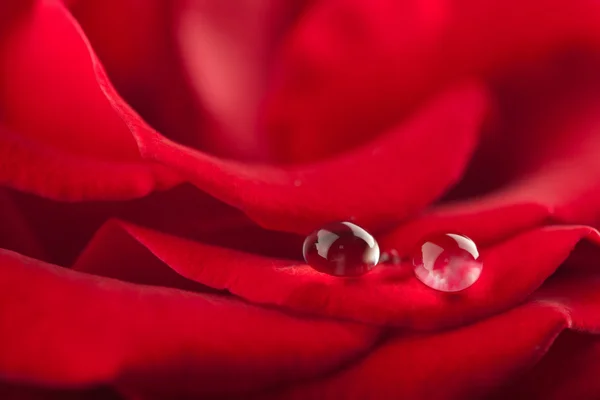 아름다운 붉은 빛 이 물방울 과 함께 피었다 — 스톡 사진