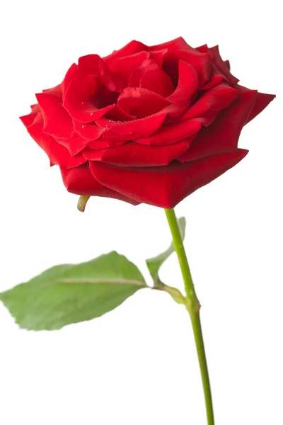 美丽的红玫瑰隔离 — 图库照片