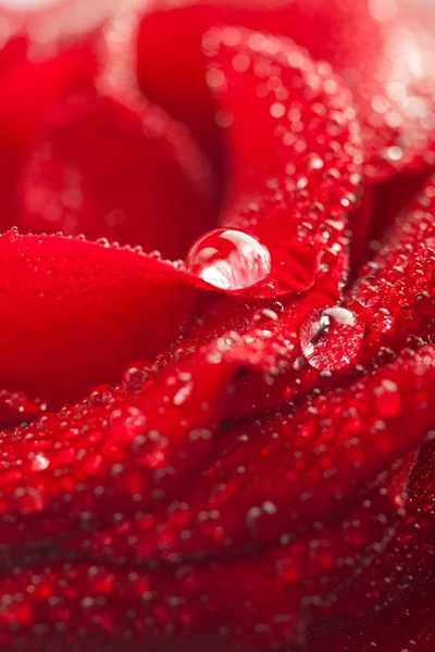 Schöne rote Rose mit Wassertropfen — Stockfoto