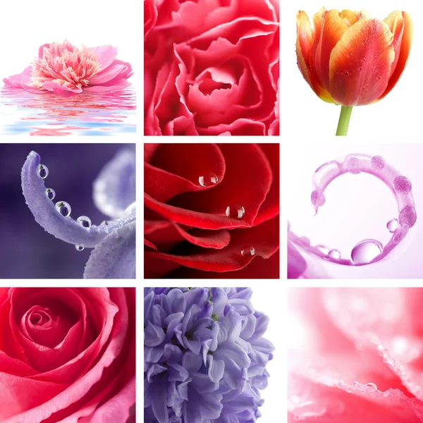 stock image Beautiful flowers collage of nine photos