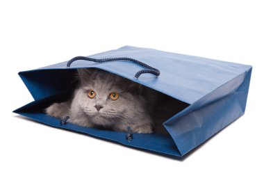 izole mavi çanta içinde İngiliz yavru kedi