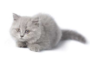 izole sevimli İngiliz yavru kedi