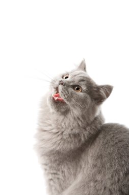 Excited british kitten isolated clipart