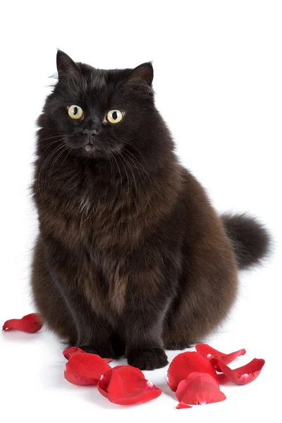 Cat sitting in petals isolated — Stock Photo, Image
