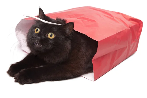 Czarny kot w worku czerwony na białym tle — Zdjęcie stockowe