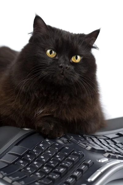 Zwarte kat over toetsenbord geïsoleerd — Stockfoto
