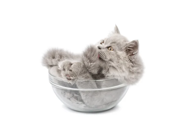 Britisches Kätzchen in Glasschale isoliert — Stockfoto