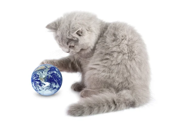 小猫玩着地球的行星 — 图库照片