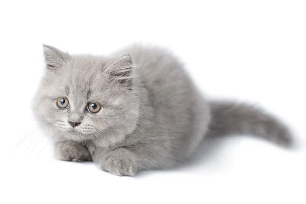 Gatinho britânico bonito isolado — Fotografia de Stock