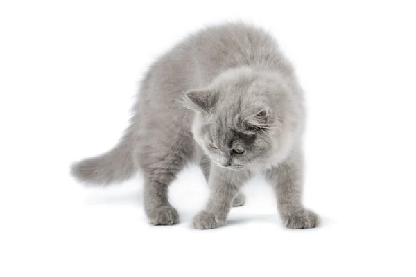 Британский котенок стоит изолированный — стоковое фото