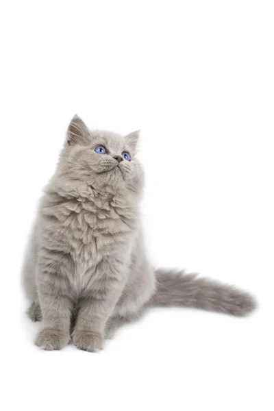British kitten looking up isolated — Stock Photo, Image