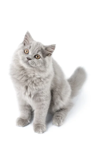 Mignon britannique chaton isolé — Photo