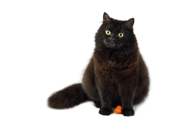Roztomilá černá kočka, samostatný — Stock fotografie