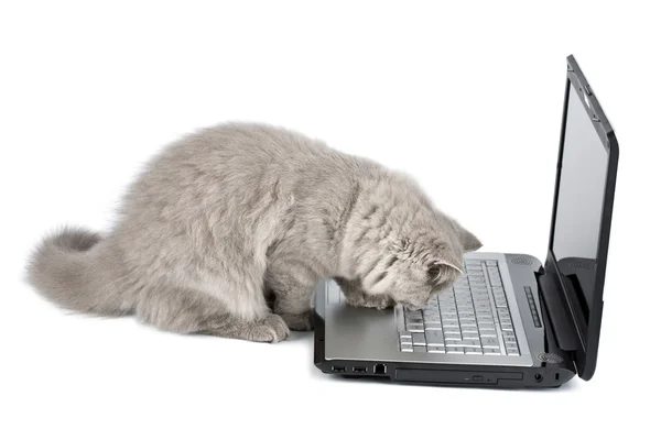 Britse kitten en laptop geïsoleerd — Stockfoto