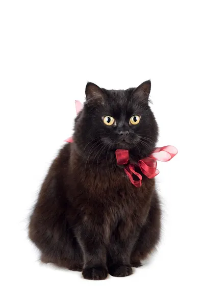 Gatto nero con arco rosso isolato — Foto Stock