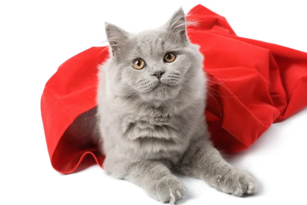 British cat in red sack isolated — Stock Photo, Image