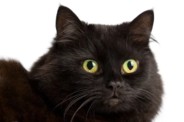 Portret ładny czarny kot na białym tle — Zdjęcie stockowe