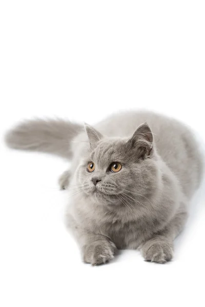 Söt brittiska kattunge isolerade — Stockfoto