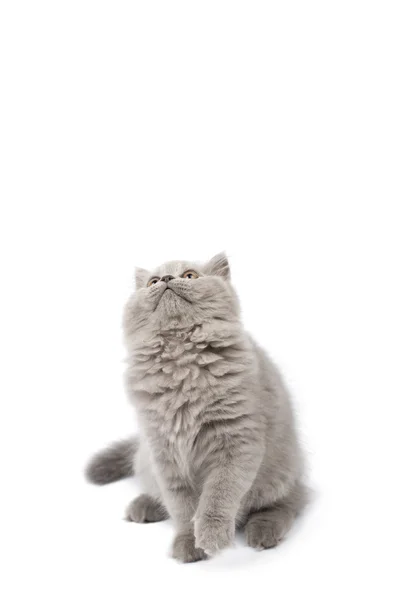 Słodkie brytyjski kotek patrząc w górę odizolowany — Zdjęcie stockowe