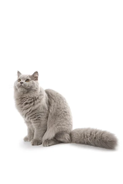 Британський кошеня, шукаючи ізольовані — стокове фото