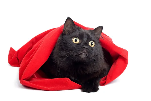 分離された赤い袋で黒い猫 — ストック写真