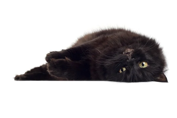 Liggende zwarte kat geïsoleerd — Stockfoto