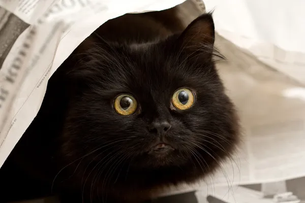 Cute black cat under newspaper — Stock Photo, Image