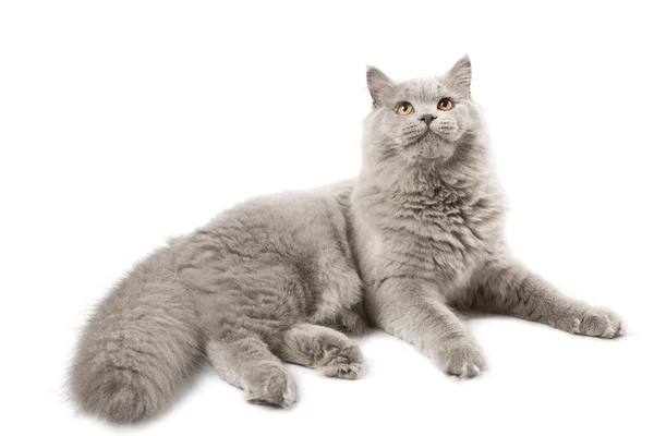Cute british kitten isolated — Stock Photo, Image