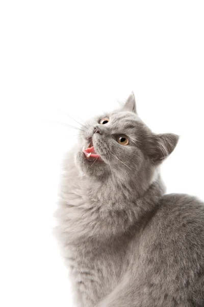 Ενθουσιασμένος βρετανική γατάκι απομονωθεί — Φωτογραφία Αρχείου