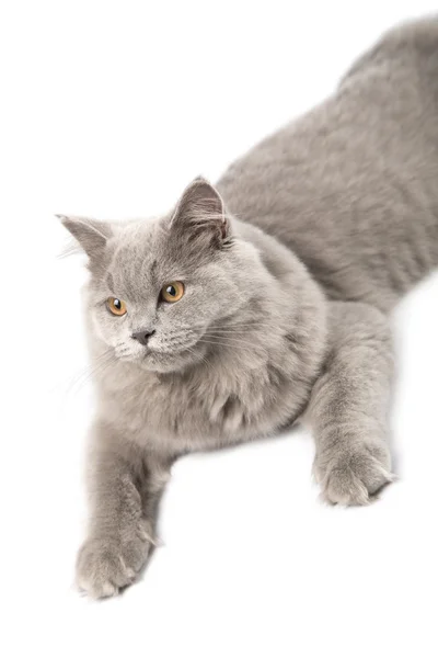 Portret ładny kot brytyjski na białym tle — Zdjęcie stockowe