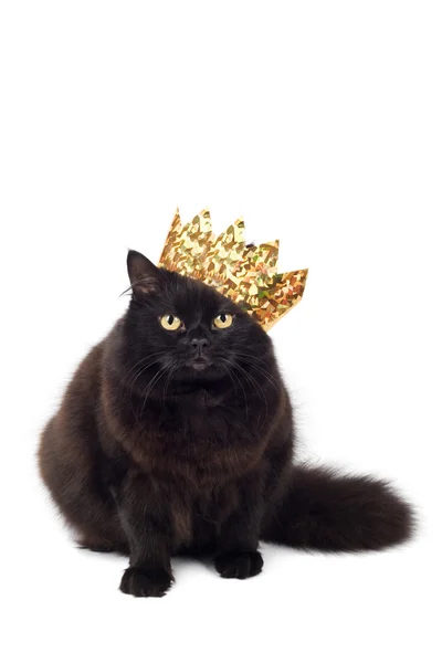 Kot sobie złotą koronę na białym tle — Zdjęcie stockowe
