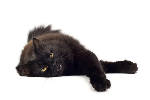 Liegende schwarze Katze isoliert — Stockfoto