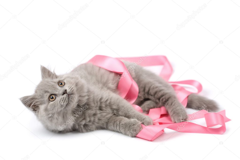 Kitten playing with ribbon