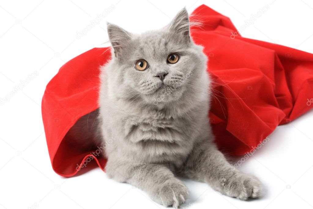 British cat in red sack isolated