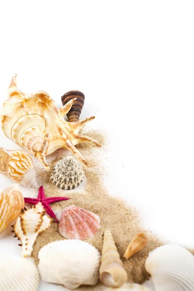 Muscheln im Sand isoliert — Stockfoto