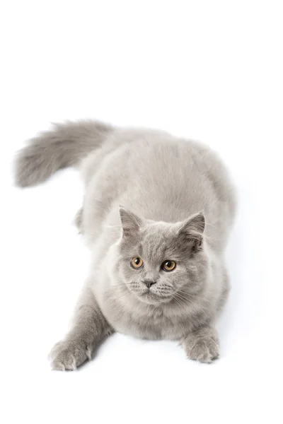 Söt brittiska kattunge isolerade — Stockfoto