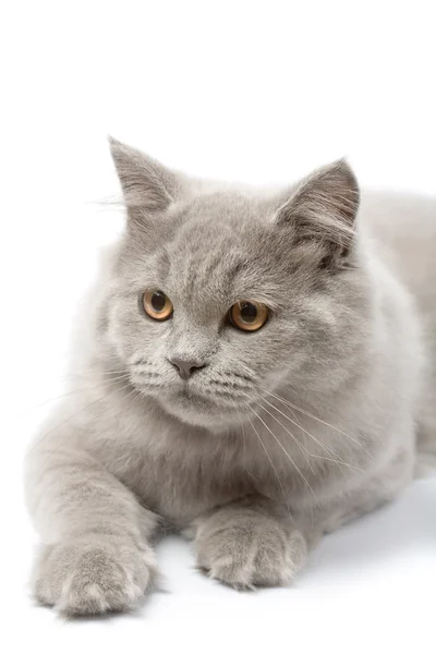 Retrato de gatinho britânico bonito isolado — Fotografia de Stock