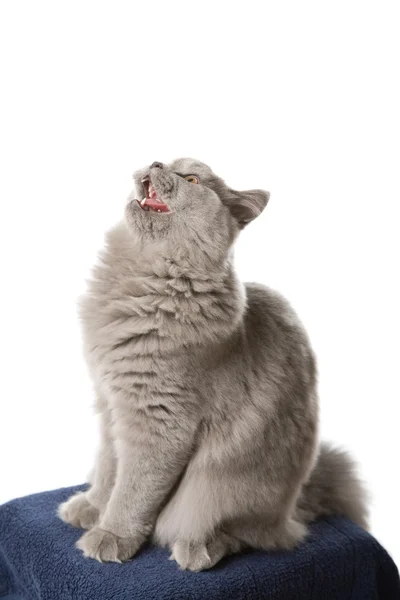 고립 된 영국 고양이 — 스톡 사진