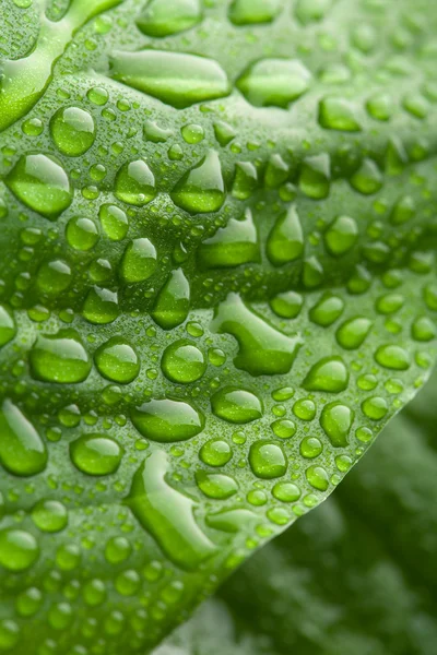 Frisches grünes Blatt mit Wassertropfen — Stockfoto