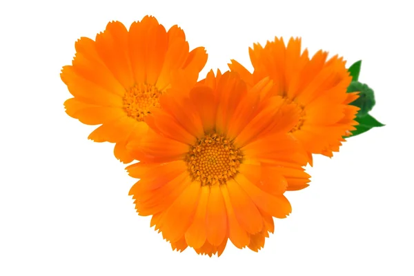 Tre fiori di un calendula — Foto Stock